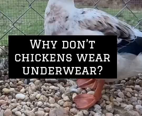 WHY DON T CHICKENS WEAR UNDERWEAR iFunny