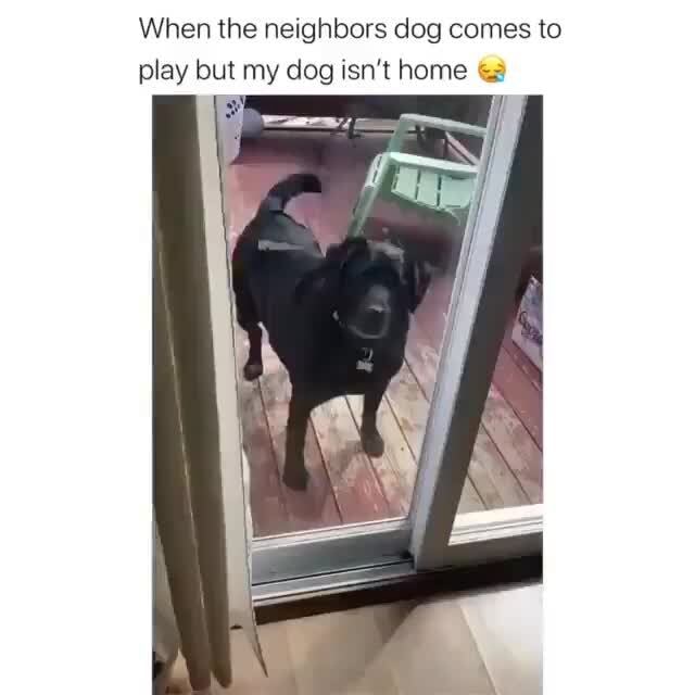 When the neighbors dog comes to - iFunny