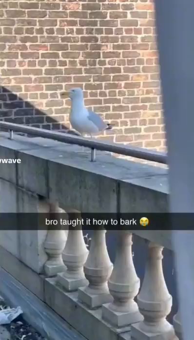 Wave Bro