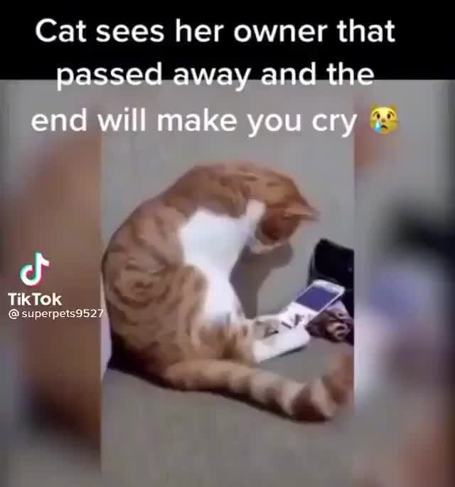 cat-sees-her-owner-that-passed-away-and-the-end-will-make-you-cry