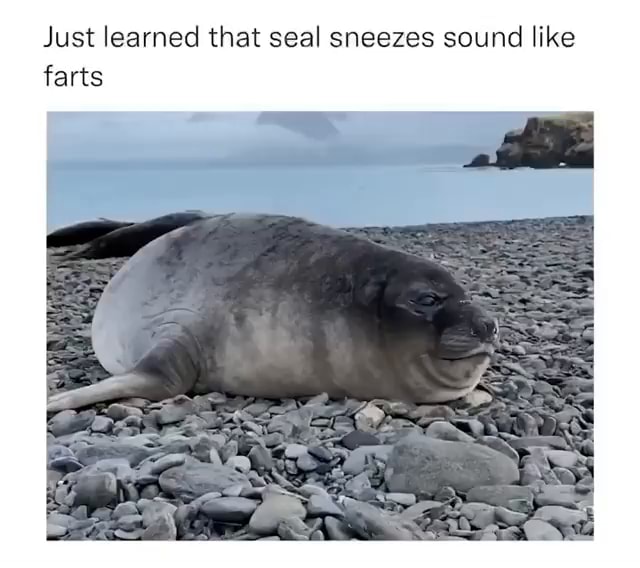 Just learned that seal sneezes sound like farts - iFunny