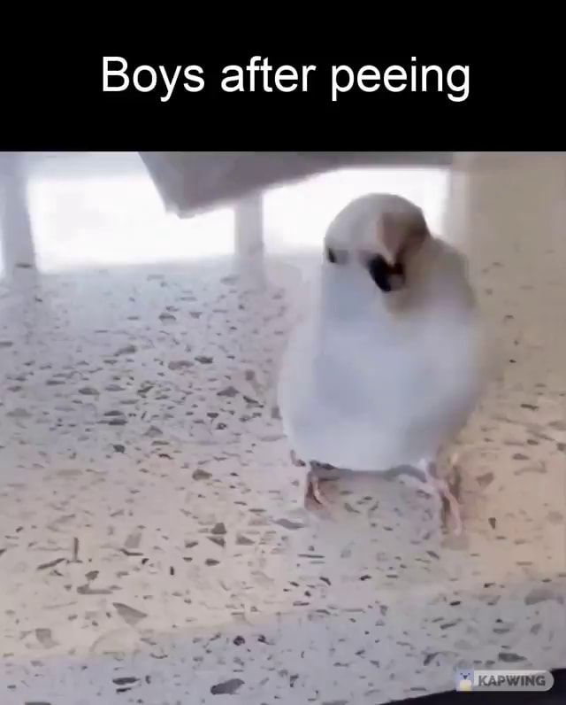 Boys after peeing iFunny