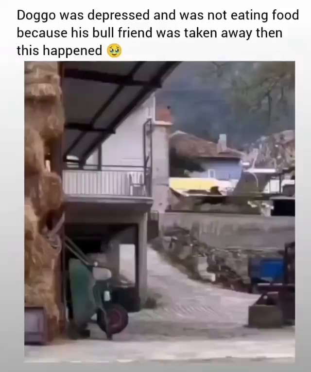 Not Fixed Doggo Doggo was depressed and was not eating food because his bull friend was ...