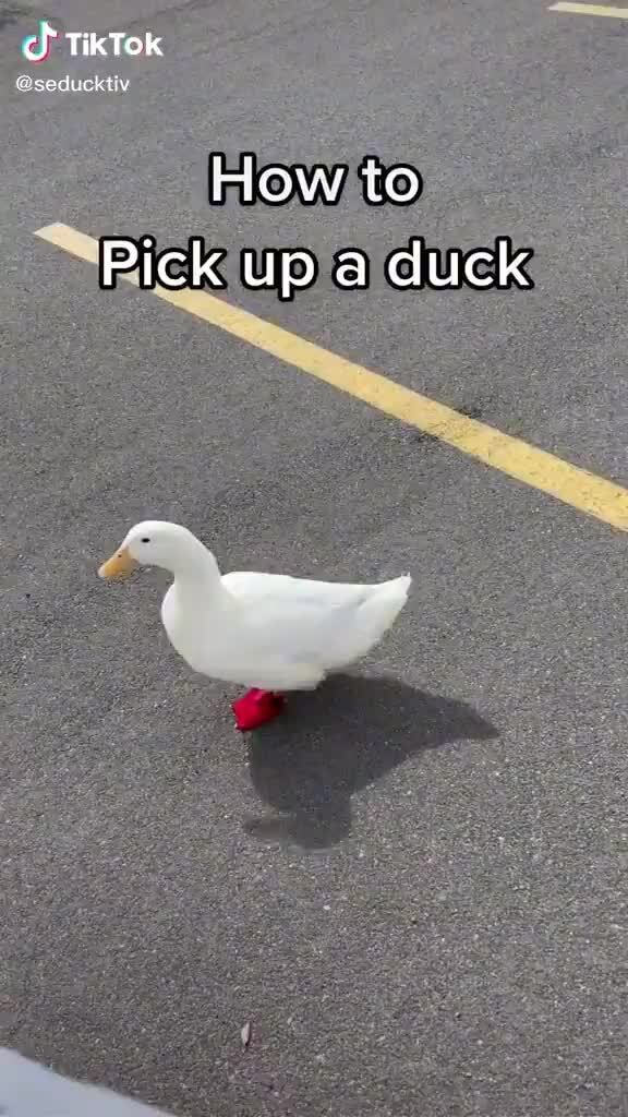 Tiktok igseauckts how to pick up a duck ifunny