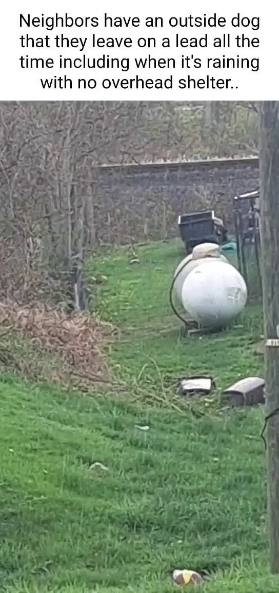 Neighbors have an outside dog that they leave on a lead all the time