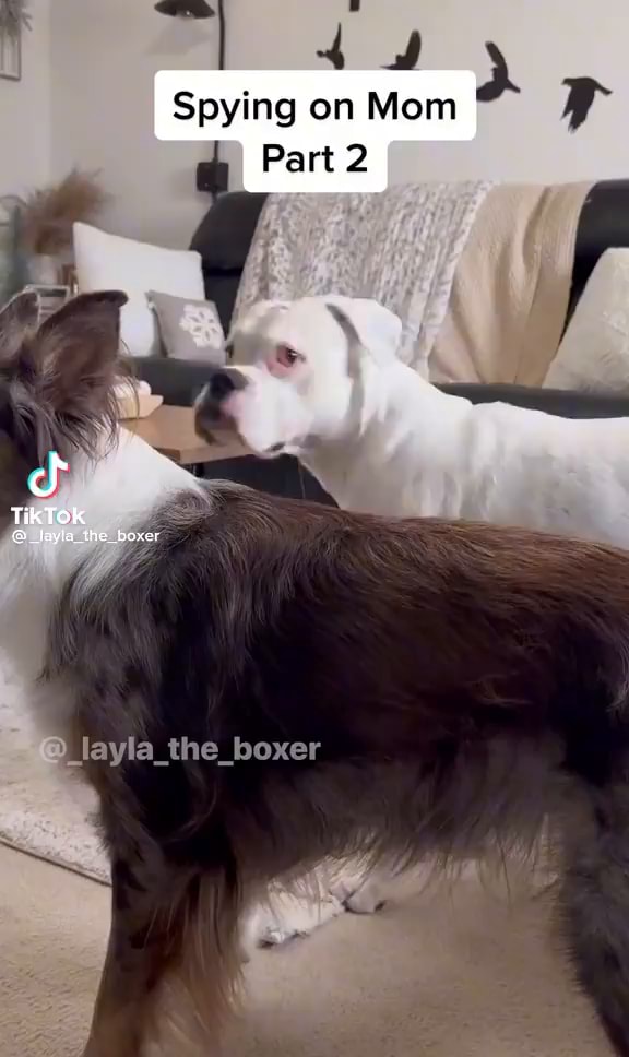 Spying On Mom Part 2 TikTok Layla The_boxer Layla_the_boxer - IFunny