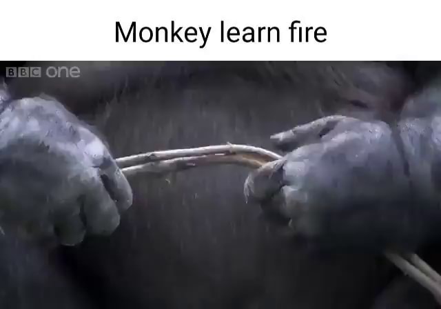 Monkey learn fire one - iFunny