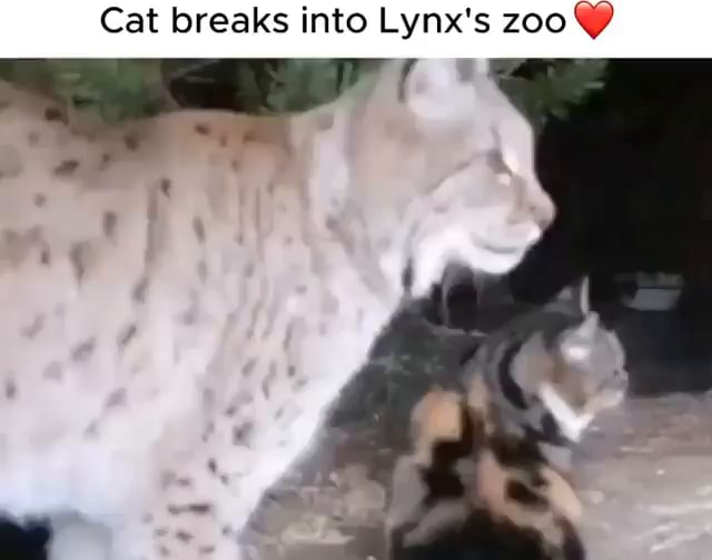 Cat breaks into Lynx's zoo I iFunny