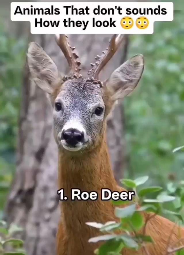 Animals That don't sounds How they look 1. Roe Dee - iFunny