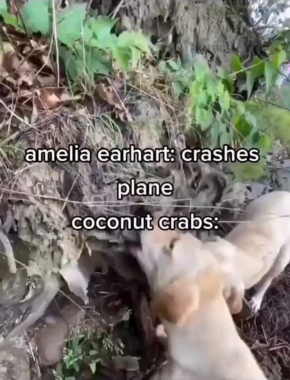 Amelia earhart crashes plane coconut crabs iFunny