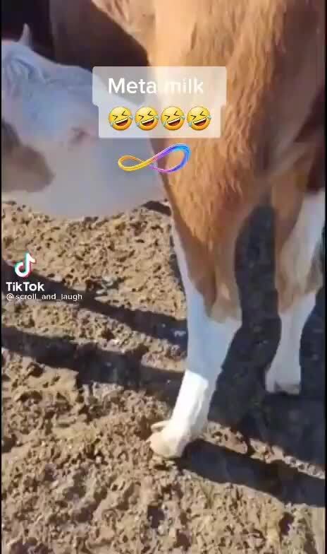 Meta Milk Tik Tok Ifunny