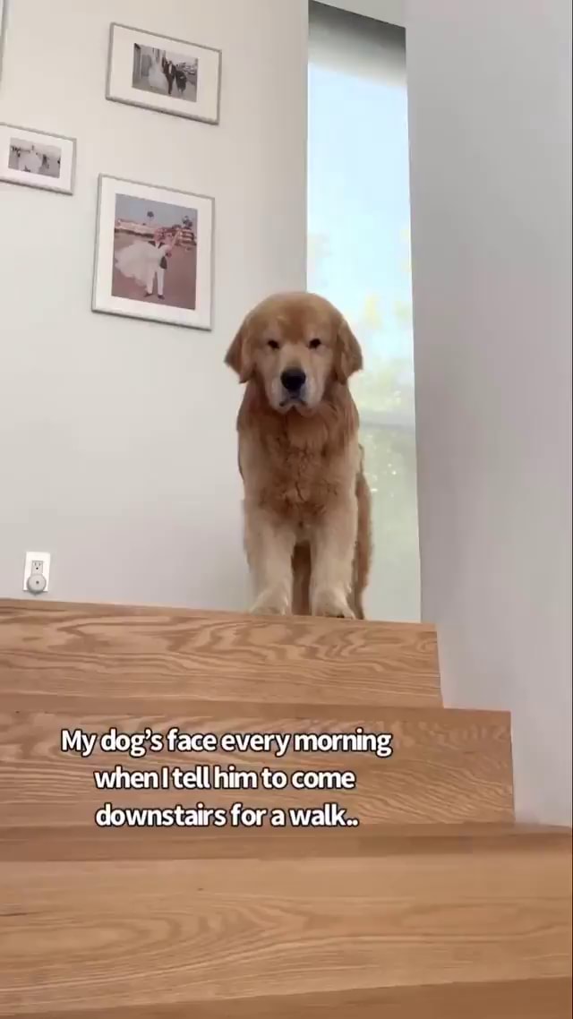 my-dog-s-face-every-morning-when-tell-him-to-come-downstairs-for-a