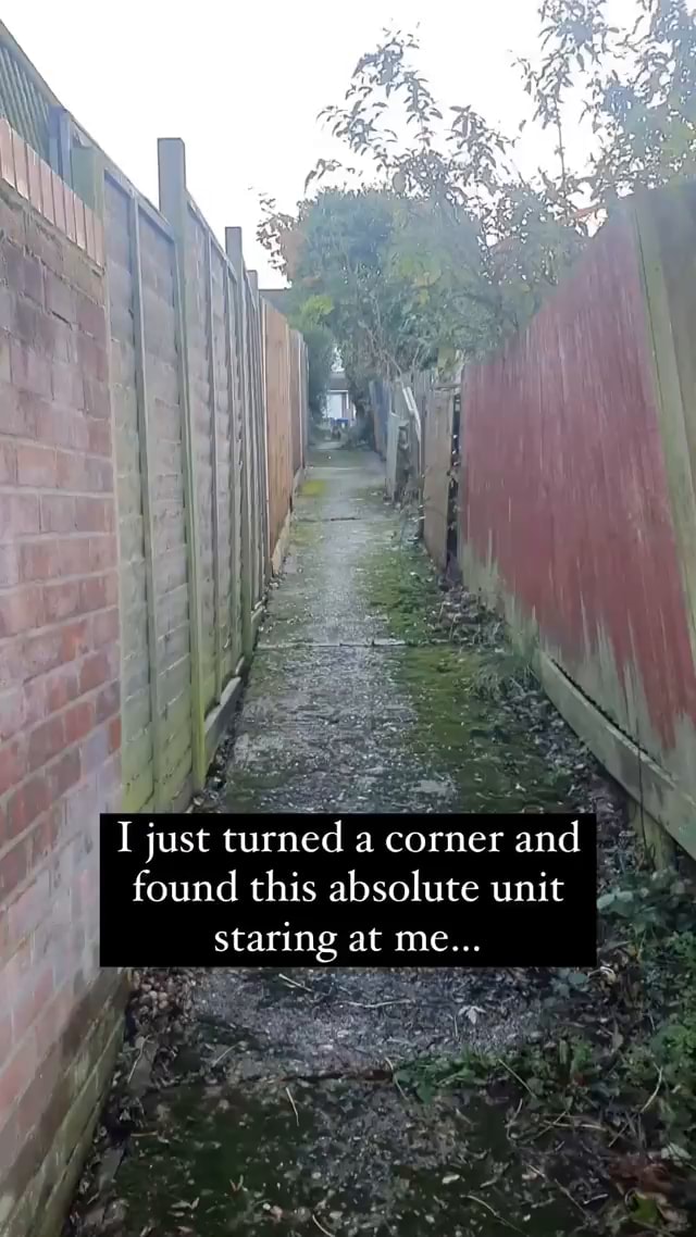 I just turned a corner and found this absolute unit staring at me ...