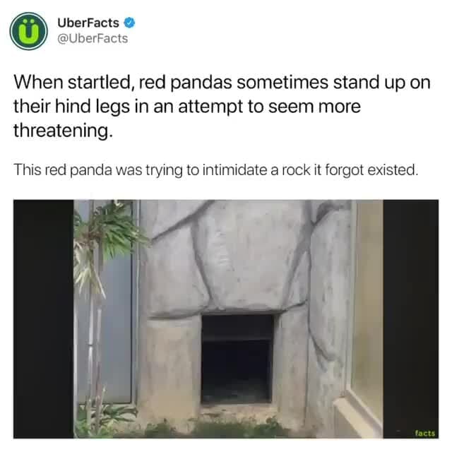 When startled, red pandas sometimes stand up on their hind legs in an ...