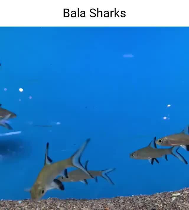Bala Sharks iFunny