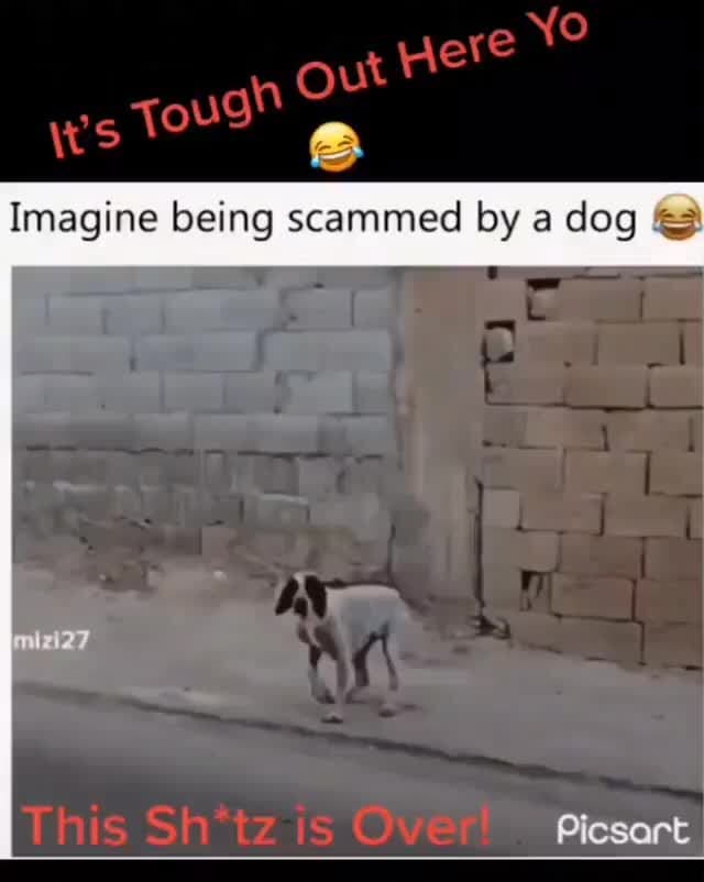 Our in Imagine being scammed by a dog Picsart iFunny