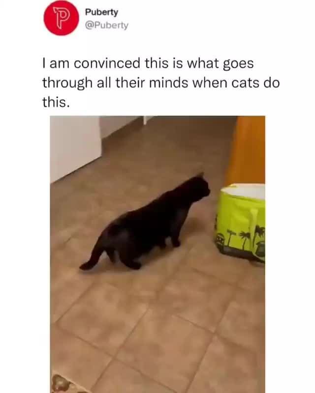 Puberty Ir Puberty lam convinced this is what goes through all their