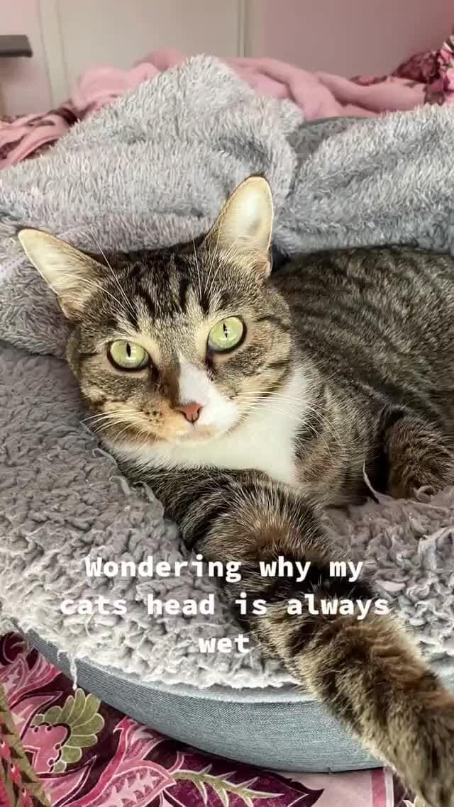 Wondering why my 'cats head is always wet iFunny