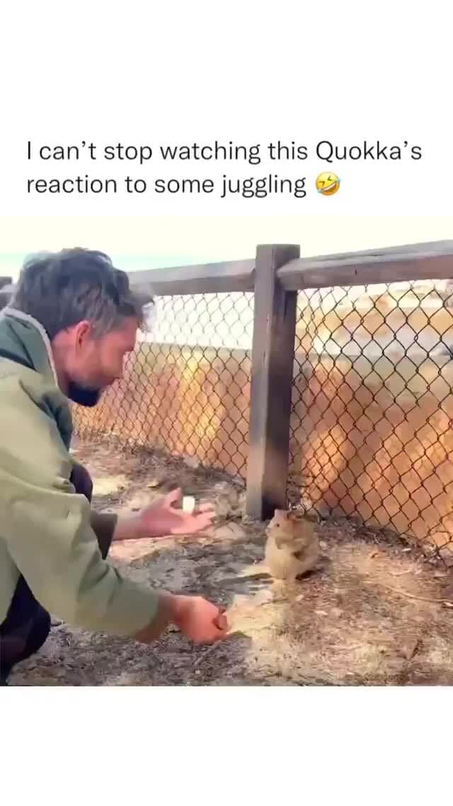 Can't stop watching this Quokka's reaction to some juggling iFunny