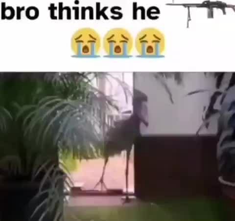 Сигма гифка. Bro thinks he s. Мопс танцует. Bro thinks he s. Bro thinks he s.