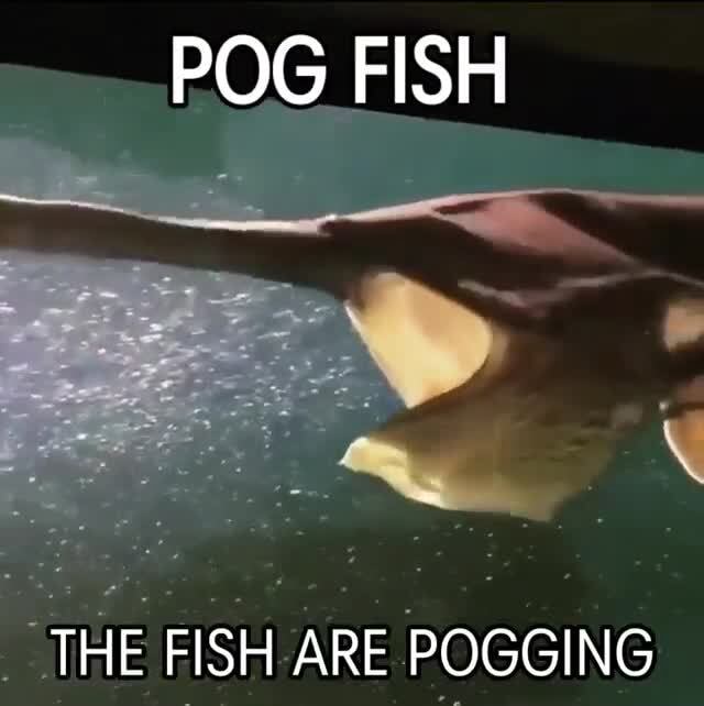 Pog Fish The Fish Are Pogging Ifunny