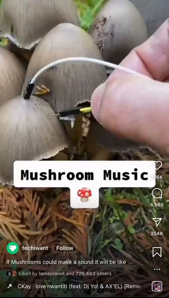 If Mushrooms could make a sound it will be like Liked by and 726,483 others 254K CKay