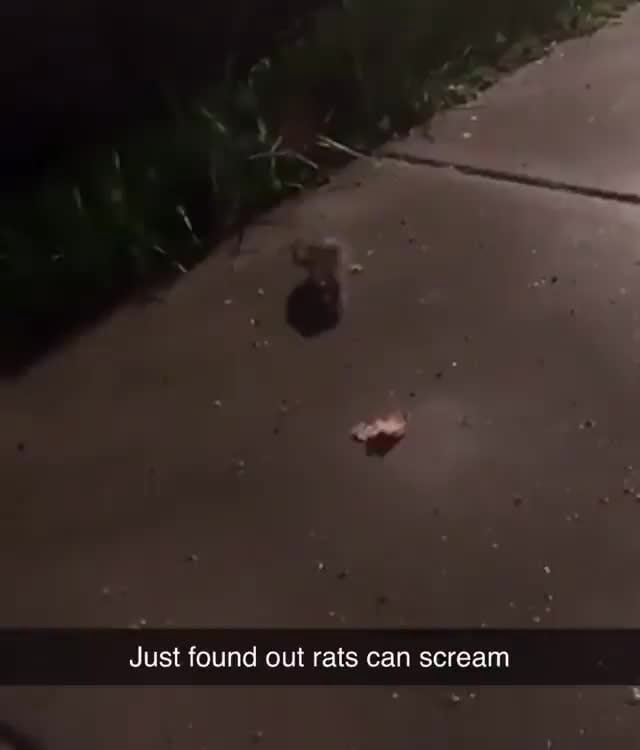 Rats scream man. Crazy. )