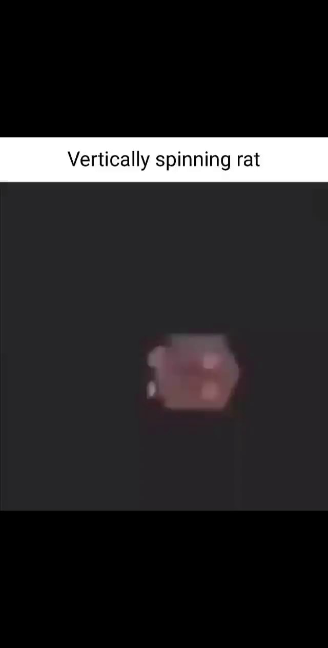 Vertically spinning rat iFunny