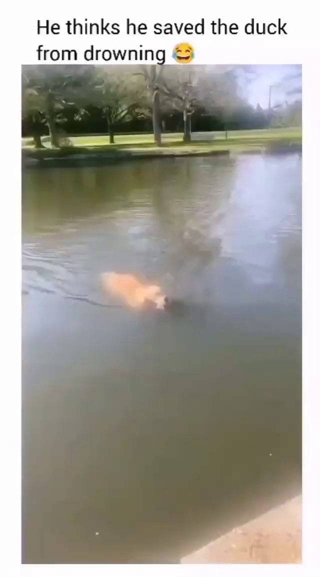 He thinks he saved the duck from drowning iFunny