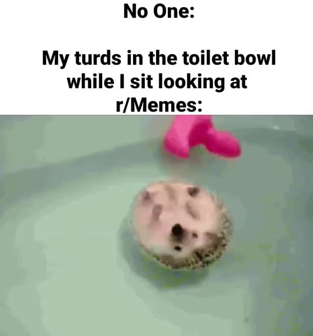 No One My turds in the toilet bowl while sit looking at iFunny