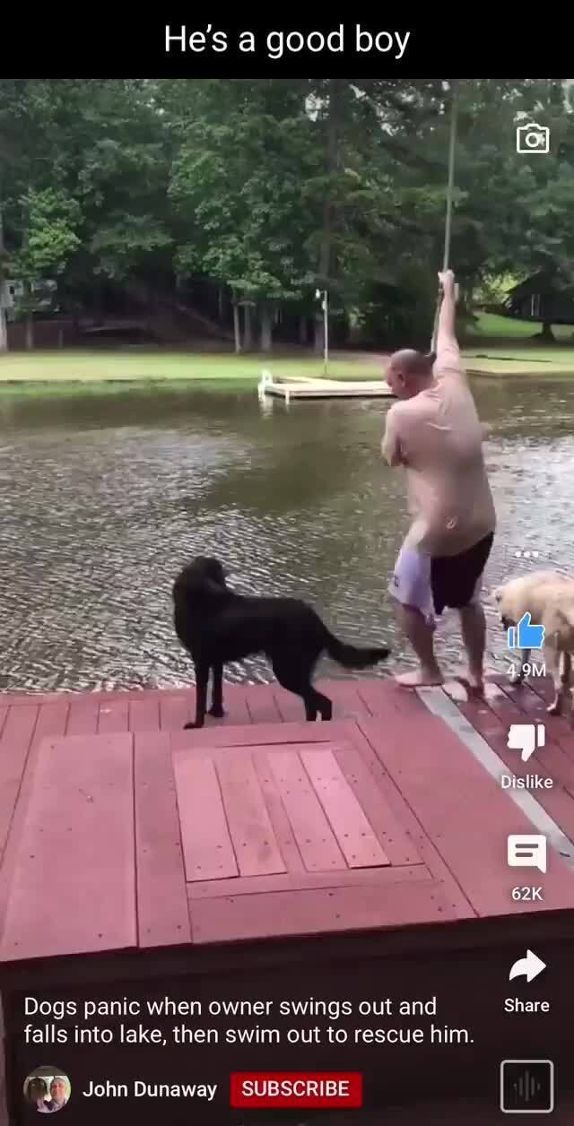 He's a good boy Dogs panic when owner swings out and Share falls into lake, then swim out to