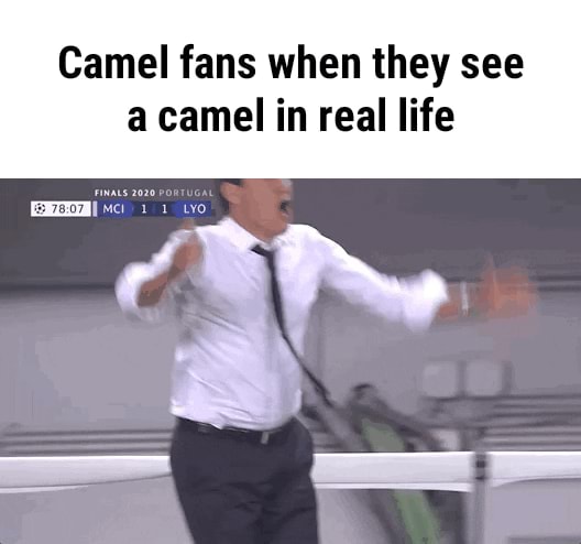 Camel fans when they see a camel in real life - iFunny