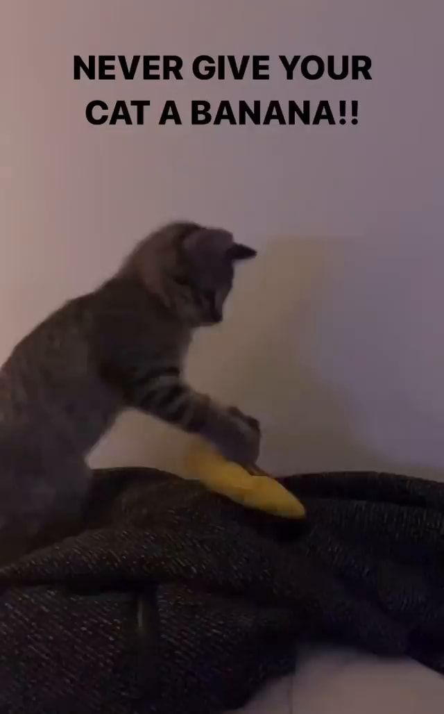 NEVER GIVE YOUR CAT A BANANA IFunny never-give-your-cat-a-banana-ifunny