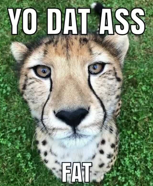 YO DAT ASS FAT - iFunny