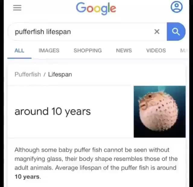 Pufferfish lifespan x Although some baby puffer fish cannot be seen