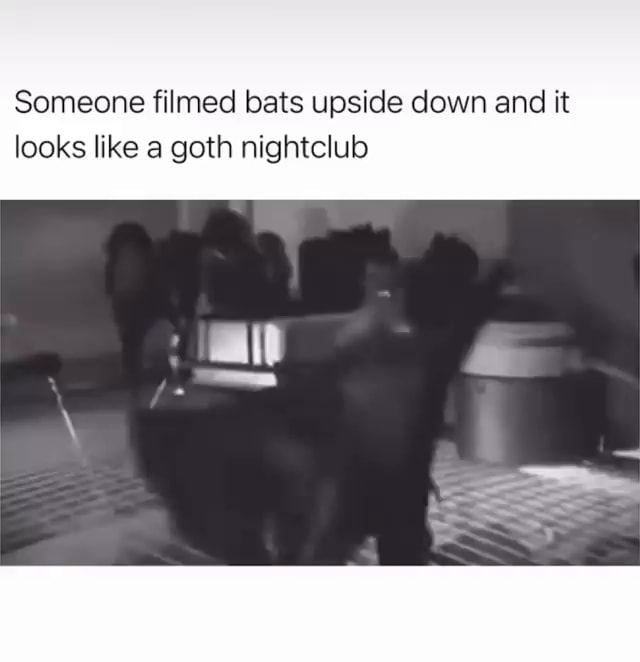 Someone filmed bats upside down and it looks like a goth iFunny