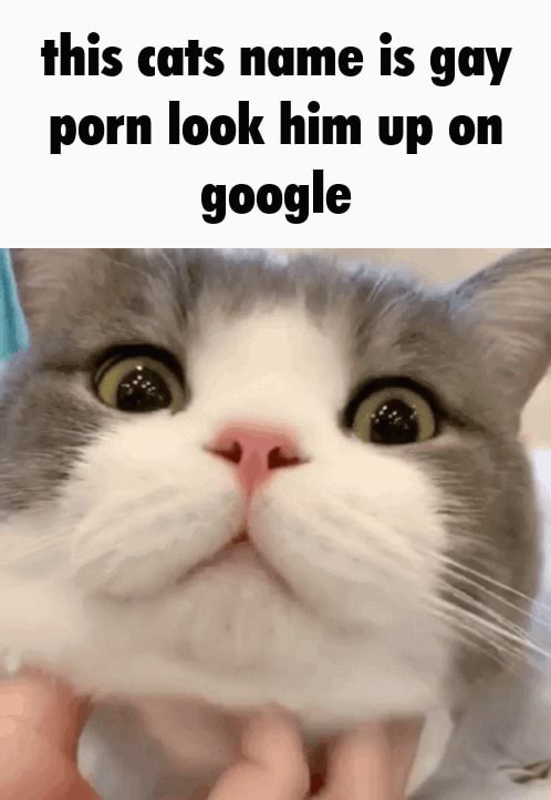 498px x 722px - This cats name is gay porn look him up on google - iFunny