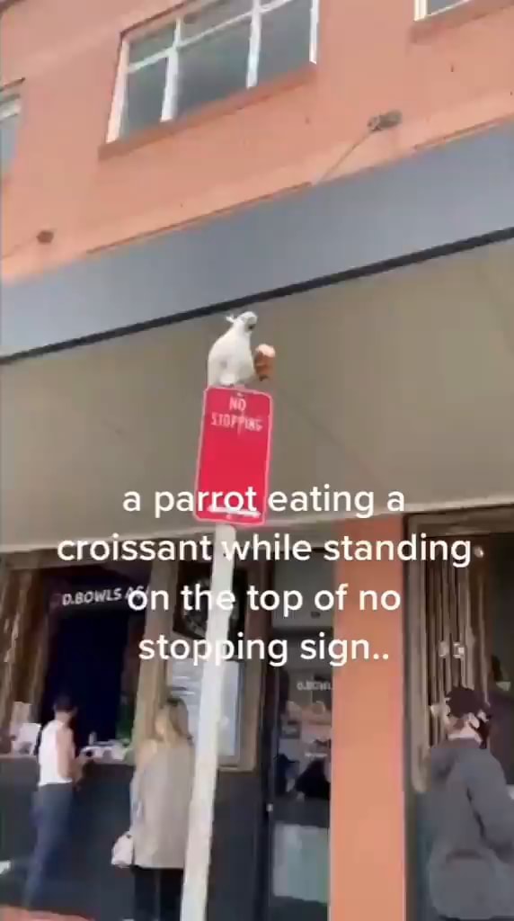 A parrot eating a croissant while standing th top of ro stopping sign. iFunny
