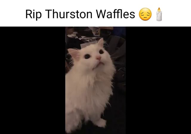 Rip Thurston Waffles Ifunny