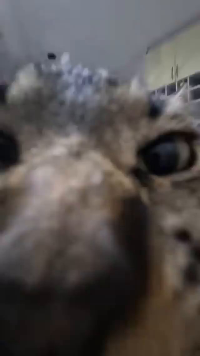 Bobbbbbb Video memes 7rLhe5FAD by Booba - iFunny