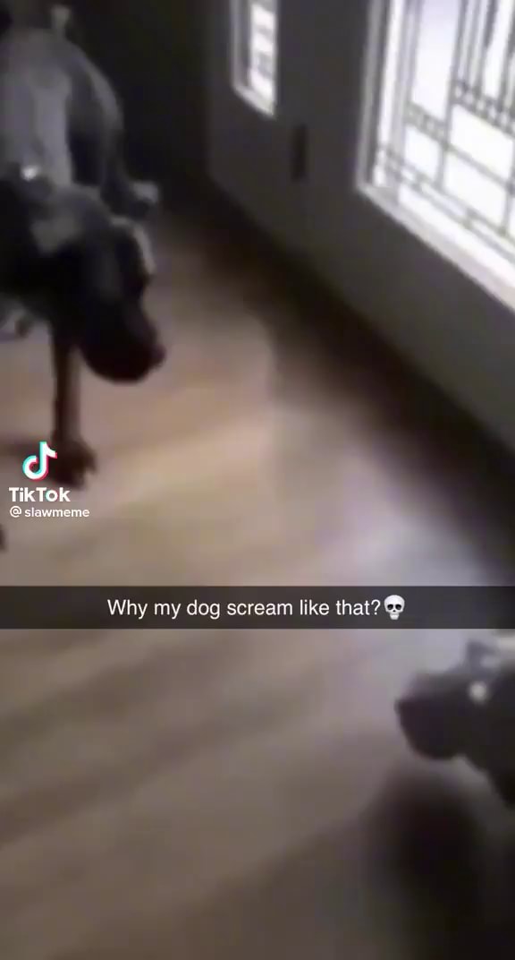 TikTok Why my dog scream like that? iFunny
