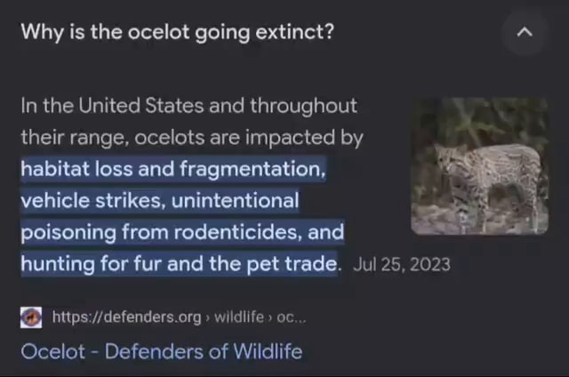 Why is the ocelot going extinct? a In the United States and throughout
