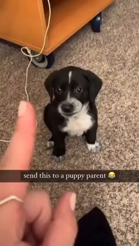 Seml this co puppy pareac @ - iFunny