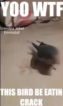 Emmidoll THIS BIRD BE EATIN CRACK - iFunny