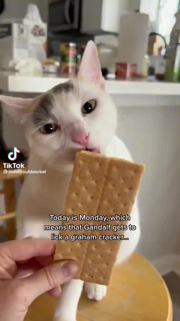 TikTok ind6Broutdoorkat Today is Monday, which means that Gandalf gets