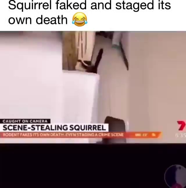 Squirrel faked and staged Its own death & CAUGHT ON CAMERA I SCENE ...