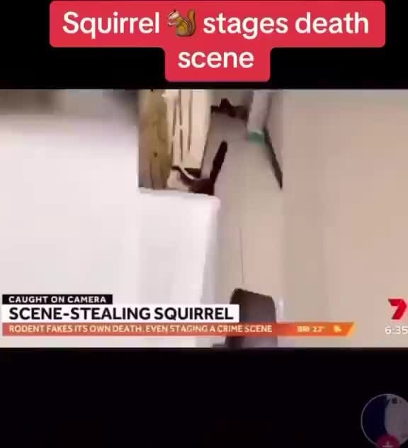 Squirrel stages death scene LING SQUIRREL iFunny