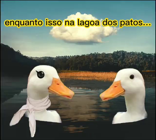 Enquanto isso na lagoa dos patos... - iFunny