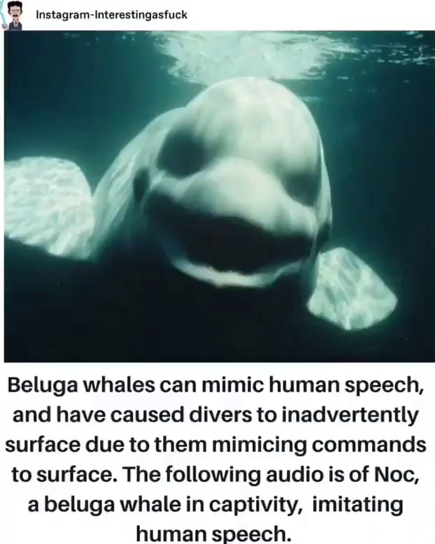 Instagram Interestingastuck Beluga whales can mimic human speech, and have caused divers to inadvertently surface due to them mimicing commands to surface. The following audio is of Noe, a beluga whale in Instagram Interestingastuck Beluga whales can mimic human speech, and have caused divers to inadvertently surface due to them mimicing commands to surface. The following audio is of Noe, a beluga whale in