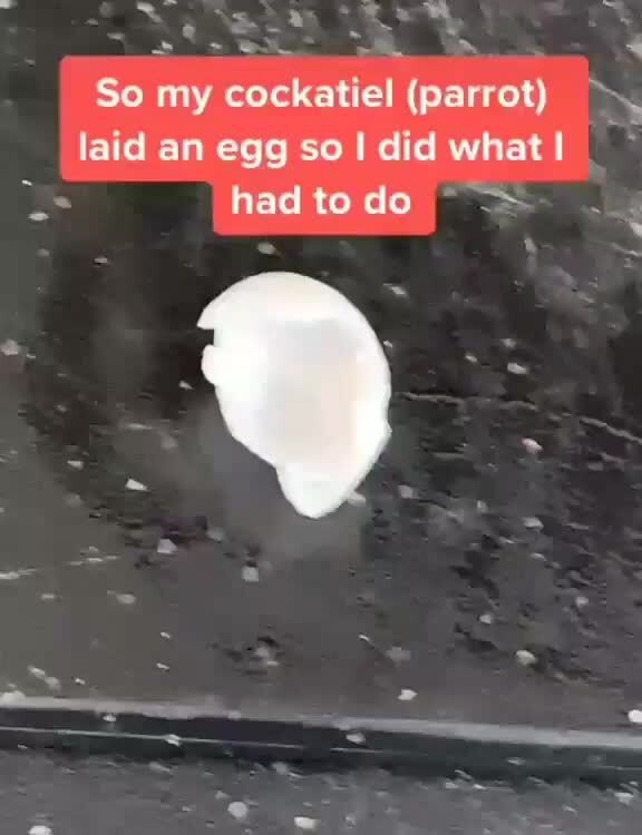 Cursed vid - So my cockatiel (parrot) laid an egg so I did what I y ...